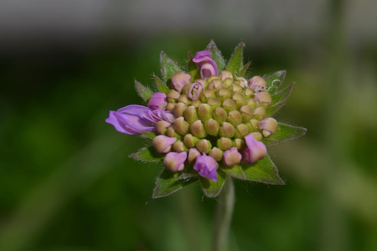 Zunerhof 31.05.2019